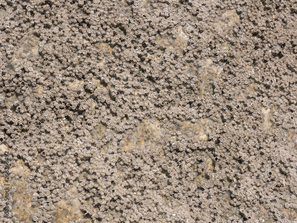 Barnacle encrusted rock texture / background at the beach Barnacle encrusted rock texture / background at the beach