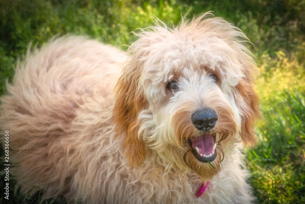 Goldendoodles are a canine mix of a golden retriever and a poodle. This is a beautiful goldendoodle with a smile on her face looking at the camera after playing ball.