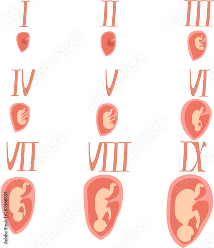 Intrauterine development of the fetus. Illustration for infographics. Medical poster.