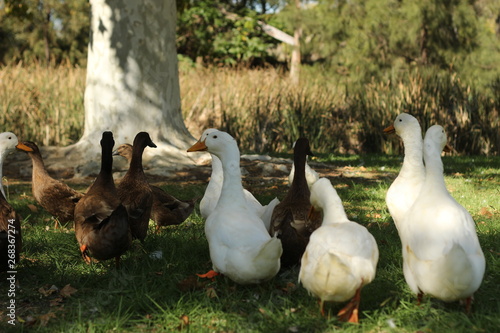 large flock of brown and white ducks walking around on lush green grass under he shade of a tree near a river bank in a rural town's park in rural New South Wales, Australia