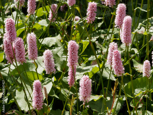 Renouée bistorte - Bistorta officinalis photo