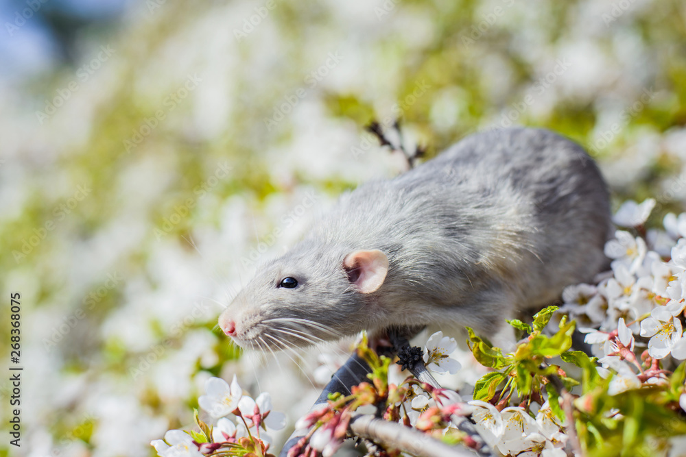 fancy rat in spring cherry blossom, Chinese New year 2020 fancy rat in spring cherry blossom, Chinese New year 2020