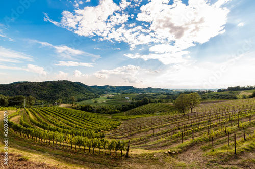 Wallpaper Mural The beautiful vineyard of Collio, Friuli Venezia-Giulia, Italy Torontodigital.ca