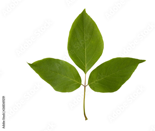 Boxeleder leaf isolated on white background