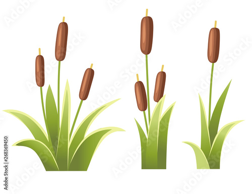 Set of reeds in green grass. Reed plant. Green swamp canegrass. Flat vector illustration isolated on white background. Clip art for decorate swamp
