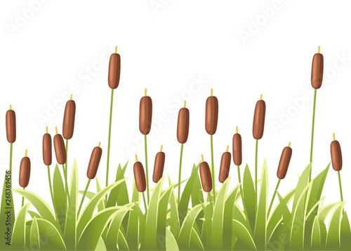 Reeds in green grass. Reed plant. Green swamp cane grass. Flat vector illustration isolated on white background. Clip art for decorate swamp