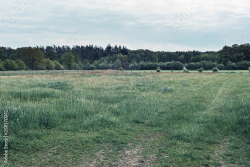 Meadow with forest under cloudy sky.