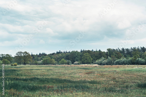 Meadow and forest in spring under cloudy sky.