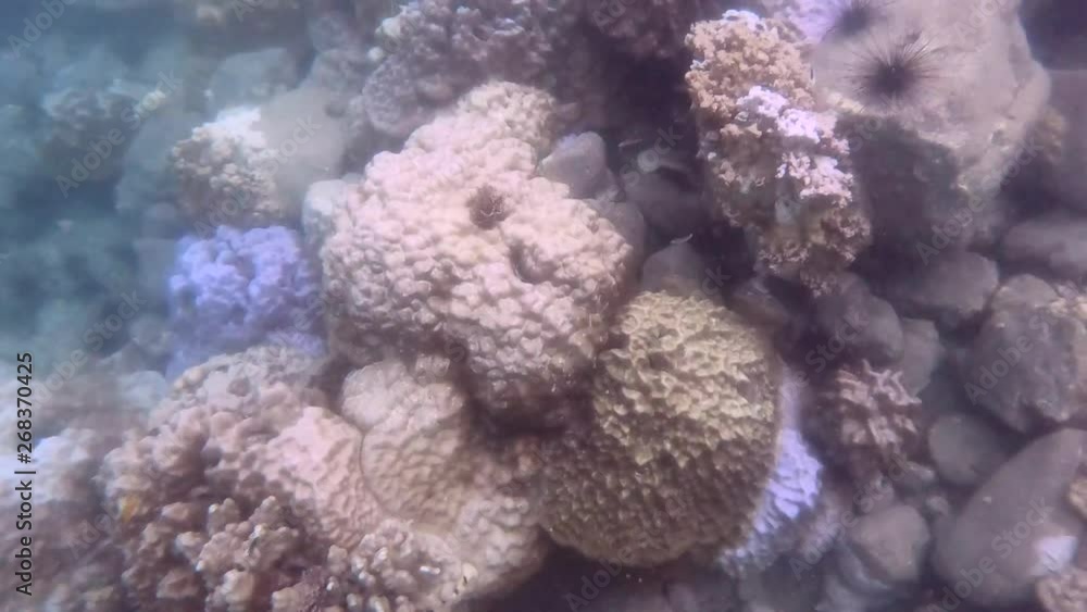 Beautiful coral at Koh Rang in Koh Chang National Park, Trat, Thailand: Popular places that tourists like to dive, watch fish and underwater coral. Beautiful coral at Koh Rang in Koh Chang National Park, Trat, Thailand: Popular places that tourists like to dive, watch fish and underwater coral.