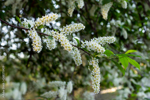 Flowers of white cherry in the spring close-up.