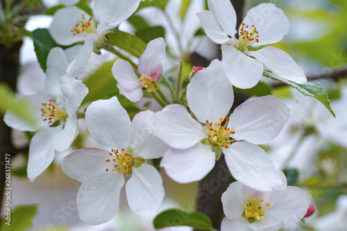 Blooming Apple tree close-up. Beautiful flowers in the garden