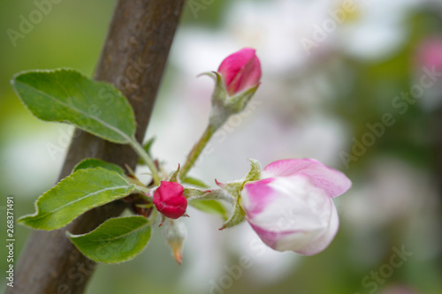 Macro of a blooming branch on an apple-tree in May