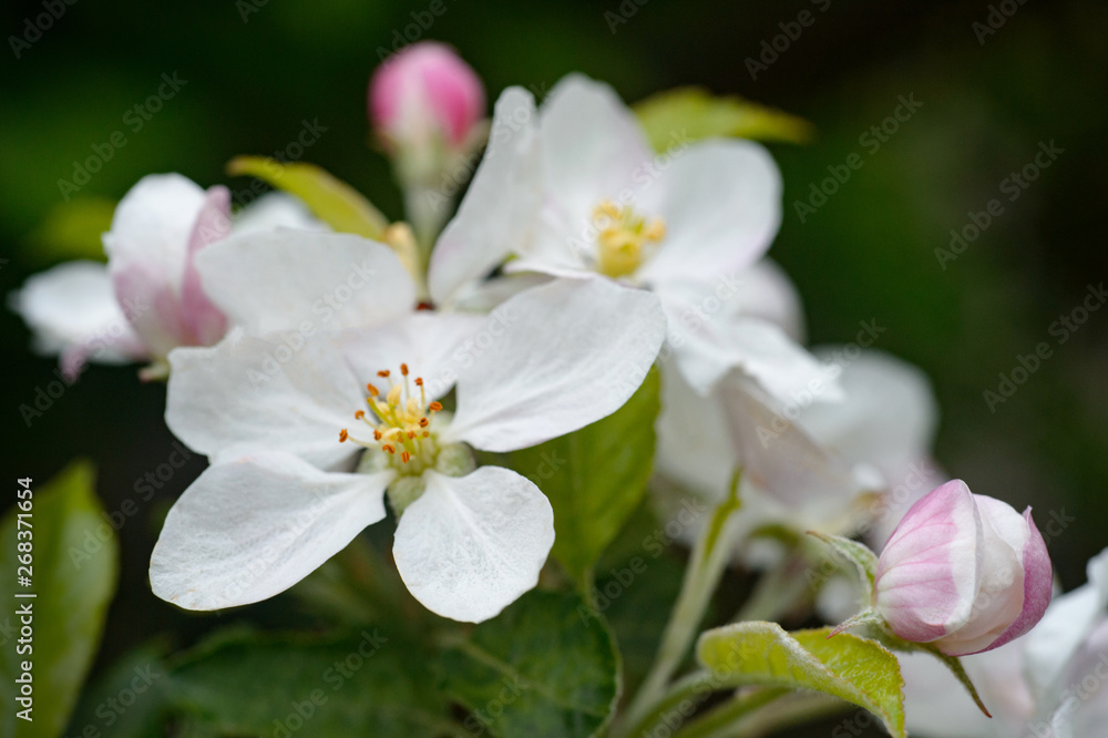 Apple garden blossom in spring