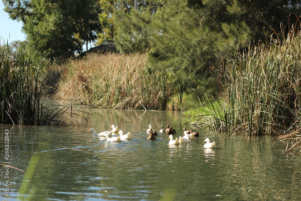 flock of ducks swimming along a river surrounded by lush native bush in a local park in a small rural town, New South Wales, Australia flock of ducks swimming along a river surrounded by lush native bush in a local park in a small rural town, New South Wales, Australia