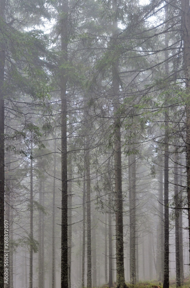 fog in a pine forest fog in a pine forest