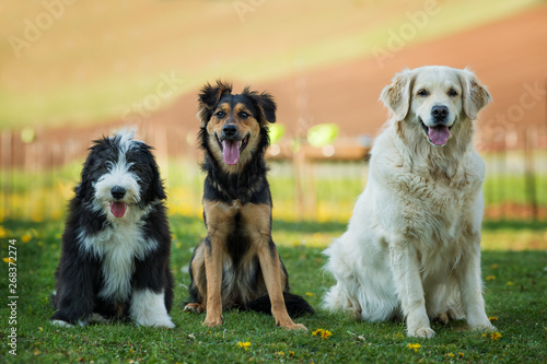 Three dogs side by side in a garden