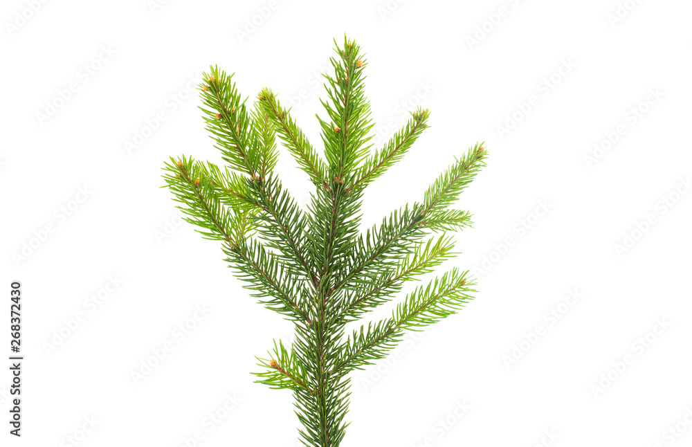 Christmas tree branch isolated
