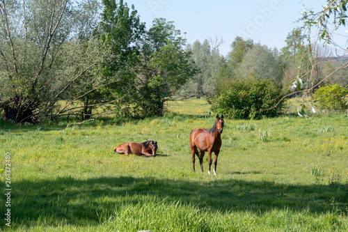 horses in the meadow © Bert