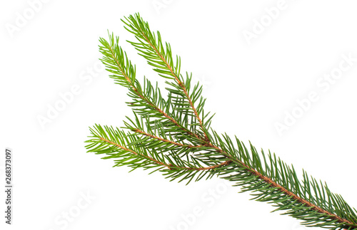 Christmas tree branch isolated