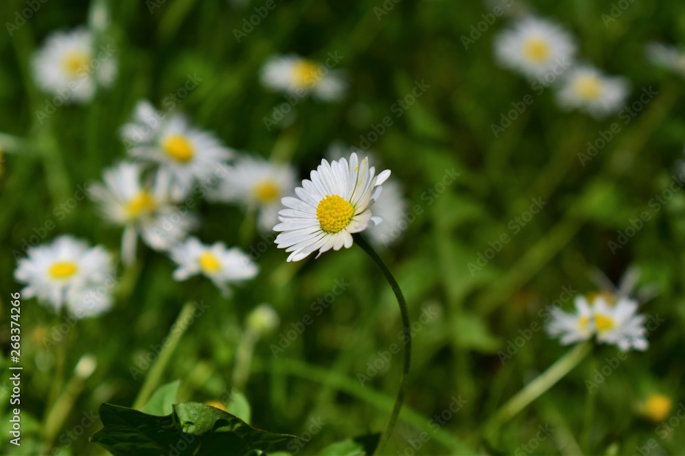 daisies in green grass