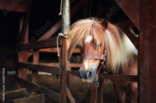 Slika na platnu Head portrait of a beautiful and cute pony behind the wooden fence