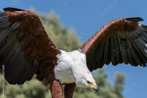 An African Fish Eagle with outspread wings.