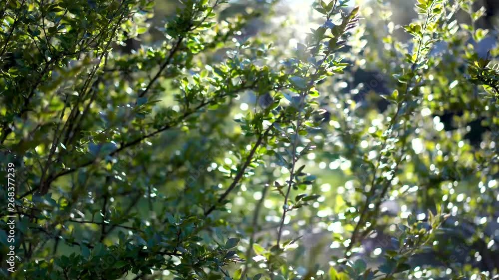Green plant captured with shallow depth of field with sun shining through the leafs. Steady footage with gimbal with slight movement. Green plant captured with shallow depth of field with sun shining through the leafs. Steady footage with gimbal with slight movement.