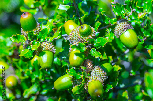 Branch with acorns of Kermes Oak also known as Quercus coccifera. It is native to the Mediterranean region and Northern African Maghreb. Corfu island. Greece.