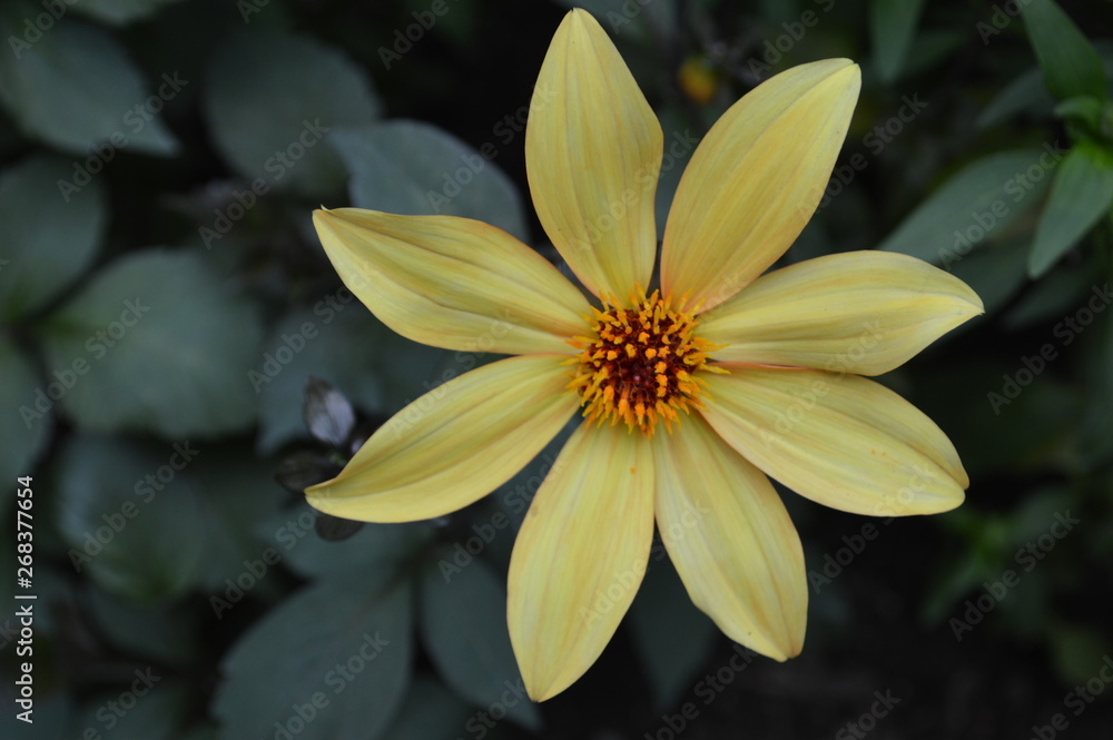 Blume Gelb Blume Gelb