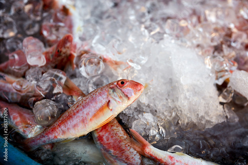 red mullet fish on ice in a basin