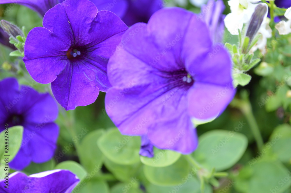Lila violett Blume