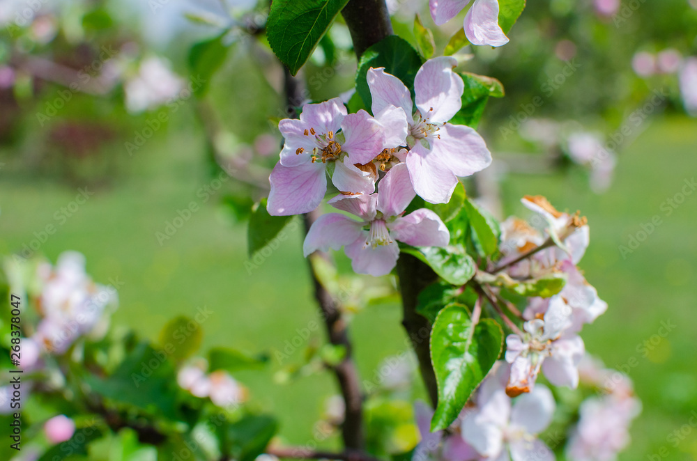 Blooming apple tree Blooming apple tree