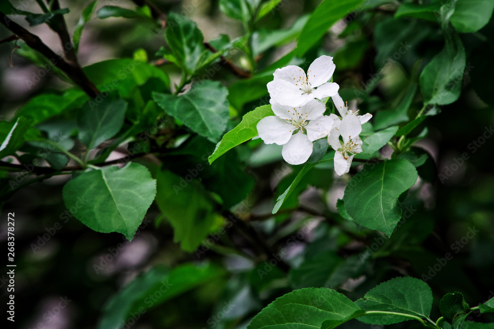 Delightful white flowers blooming apple. Spring vegetation. Nature and its charm Delightful white flowers blooming apple. Spring vegetation. Nature and its charm