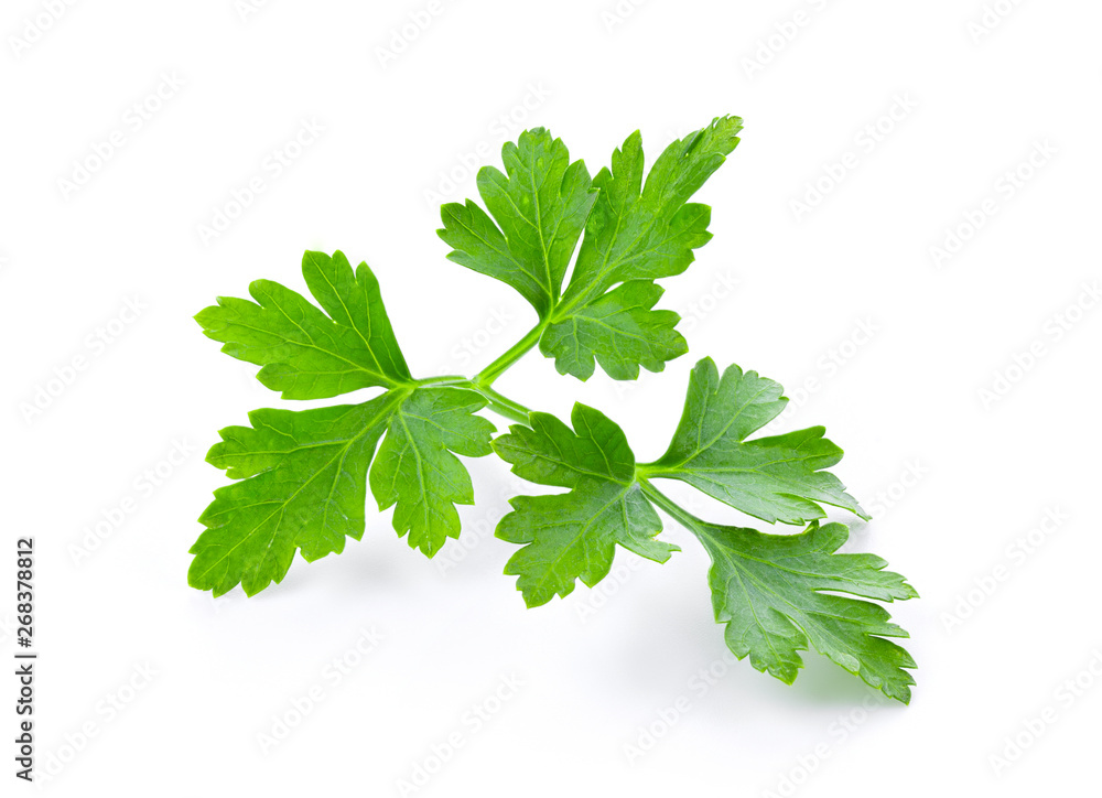 fresh parsley herb isolated on white background. full depth of field fresh parsley herb isolated on white background. full depth of field