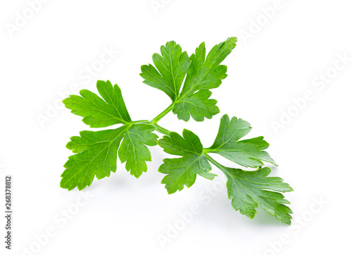 fresh parsley herb isolated on white background. full depth of field