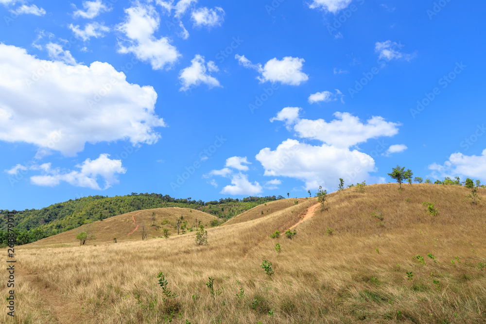 Golden grass at bald hill mountain, scenic park in Ranong, Thailand