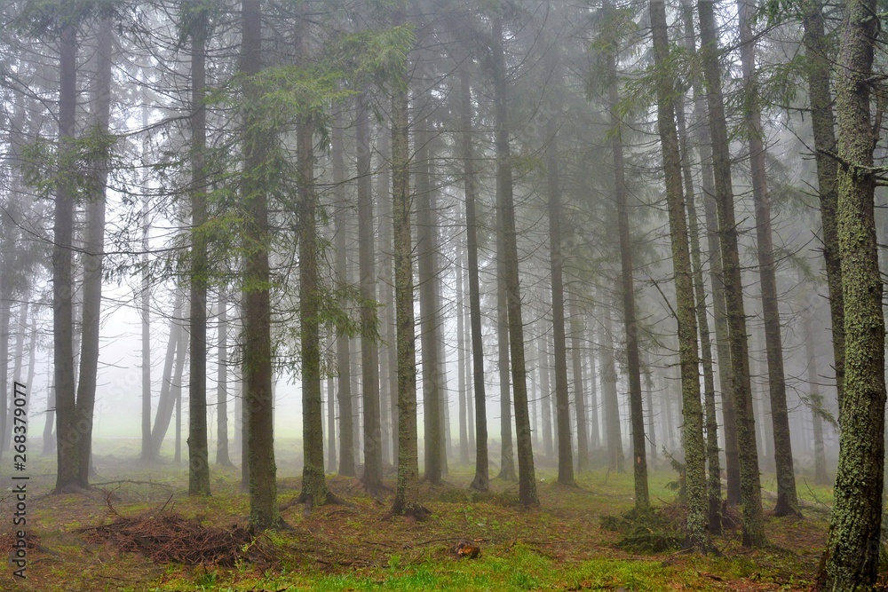 Fototapeta premium fog in the fir forest