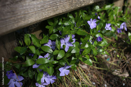 Spring periwinkle is a symbol of eternal life, growing under a wooden fence. photo