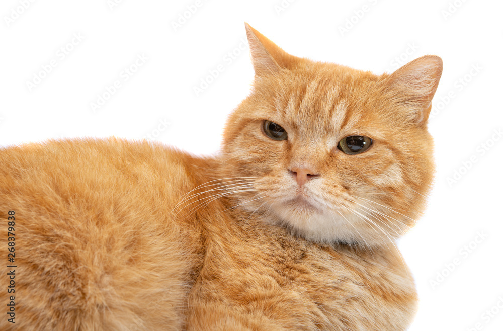 ginger cat isolated