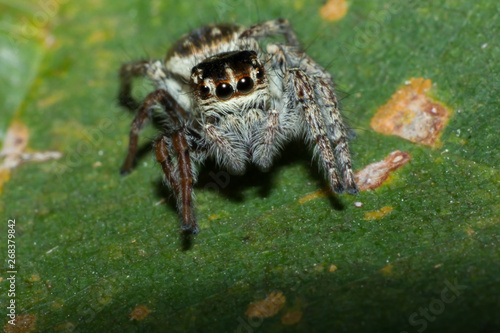 spider on tree leaf background, macro spider on leaf, animal in wild