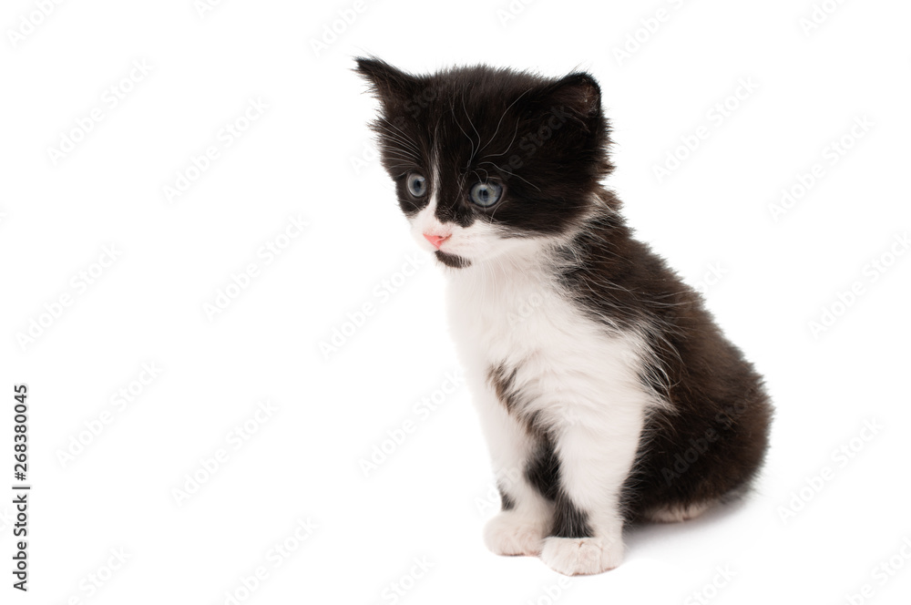 black white kitten isolated