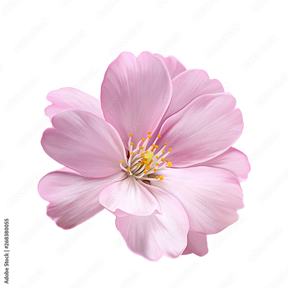 Colorful flower on white background,It's perfect for greeting cards,wedding invitation, wedding design Colorful flower on white background,It's perfect for greeting cards,wedding invitation, wedding design