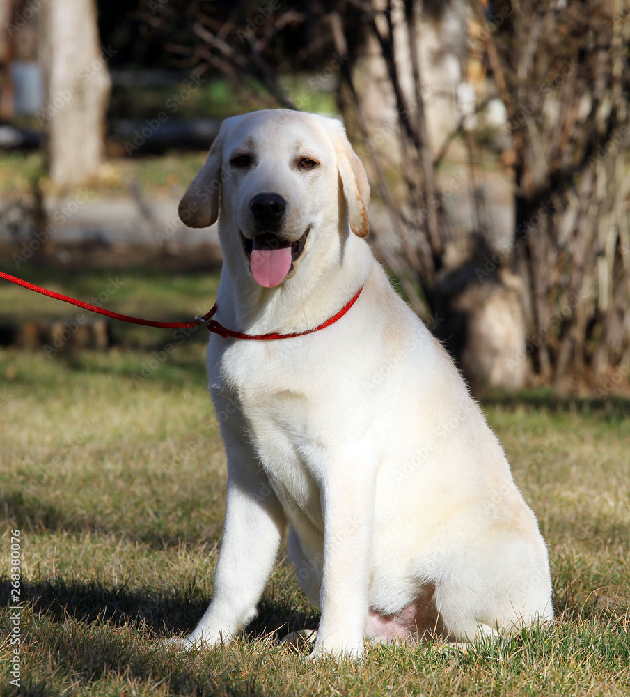 the yellow labrador in the park