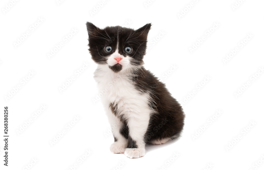 black white kitten isolated