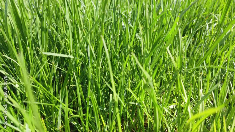 Closeup of grass. Grass lawn close-up. Closeup of grass. Grass lawn close-up.