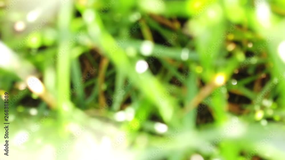 Closeup of grass. Grass lawn close-up. Closeup of grass. Grass lawn close-up.