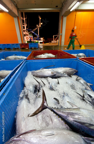 ALBACORE - BONITO DEL NORTE O ATÚN BLANCO (Thunnus alalunga), Santoña, Cantabria, Spain, photo