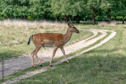 fallow deer in the forest