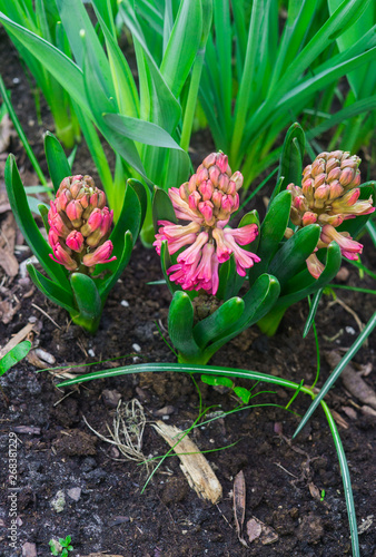 Beautiful pink hyacinths in early spring on a flower bed in the garden.