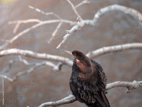 Cormorant hanging on dried tree branch over Brisbane river and looking for fish. photo